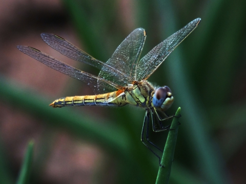 Iamtge de Alina Caballé Arín, guanyadora del primer premis del VIII concurs d'imatge digital de Santa Bàrbara